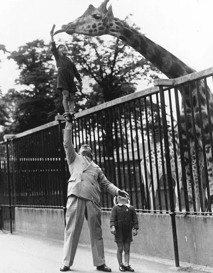 Paul Remos, A Circus Strongman, Hoists His Son Up In The Air Using Only His Right Arm To Feed A Giraffe At The London Zoo, 1950s