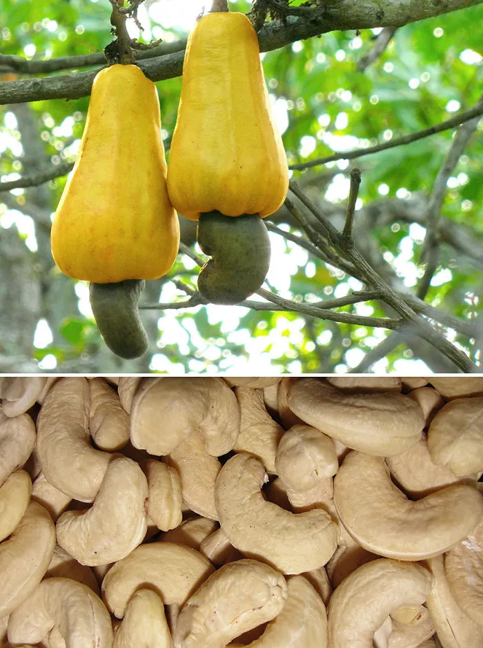 Cashew