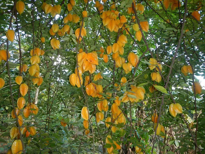 Carambola