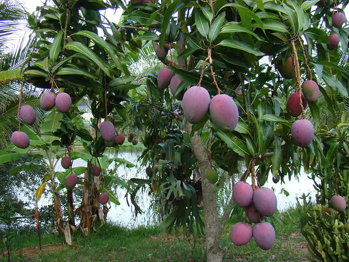 Mango