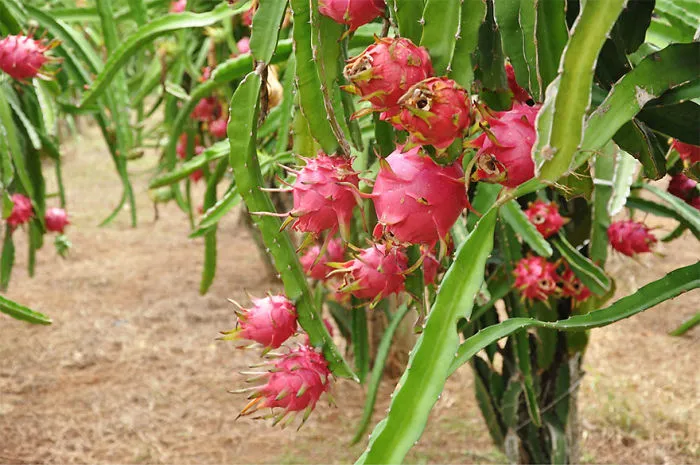 Pitaya / Fruta del dragón