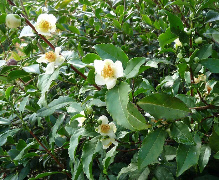 Planta del té