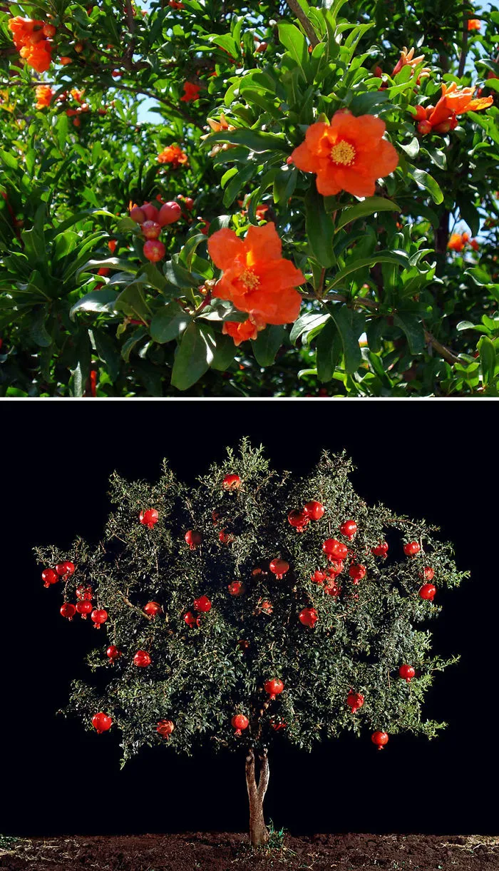 Pomegranate