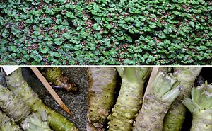 30 Surprising Pics That Show How Food Looks Before It's Harvested