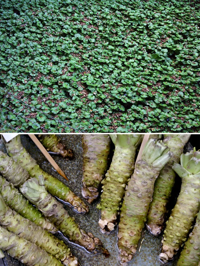 Wasabi