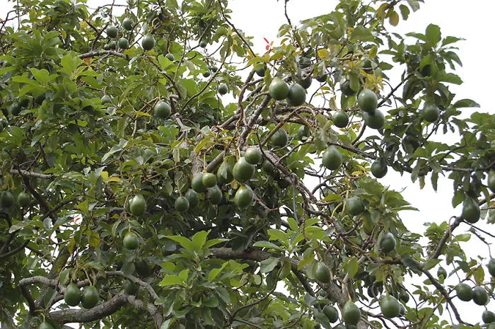 Aguacate