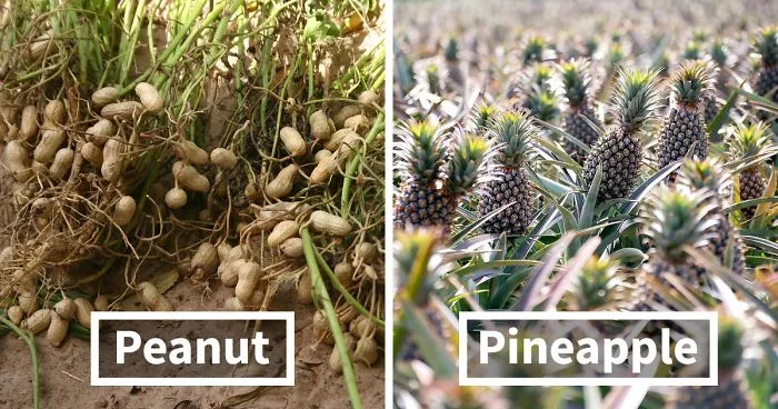 30 Surprising Pics That Show How Food Looks Before It's Harvested