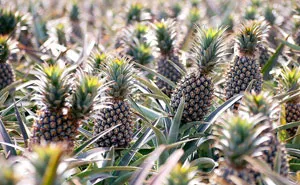 30 Surprising Pics That Show How Food Looks Before It's Harvested