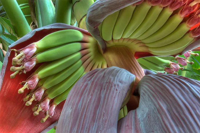 Banana