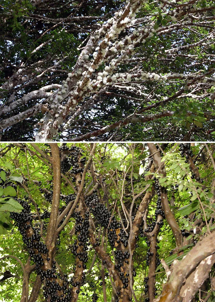 Guapurú / Yabuticaba
