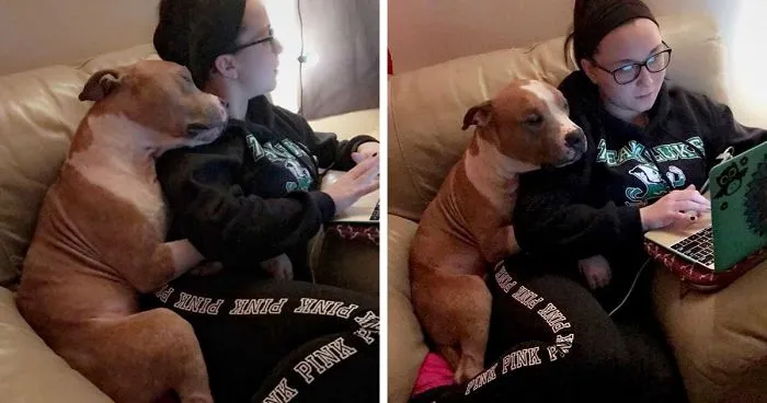 Woman Adopts A Pitbull, And The Dog Can't Stop Hugging Her