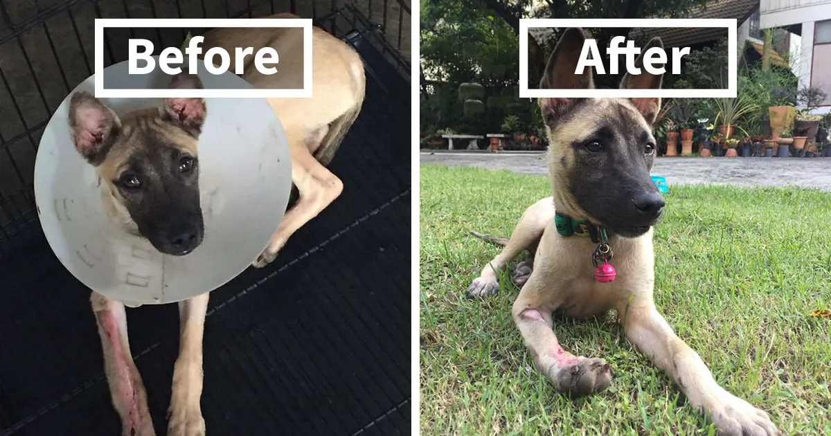 This Puppy Was Found Badly Wounded And Scared Of Everyone So We Decided To Rescue Her