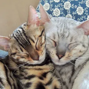Bengals_ivyandtiga