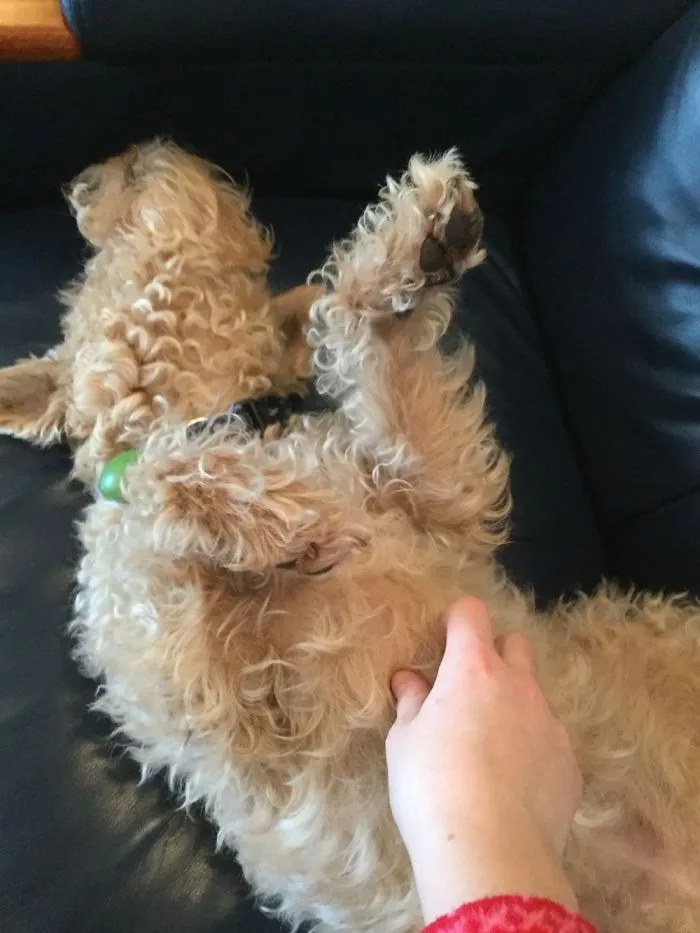 Adorable Lakeland Terroir