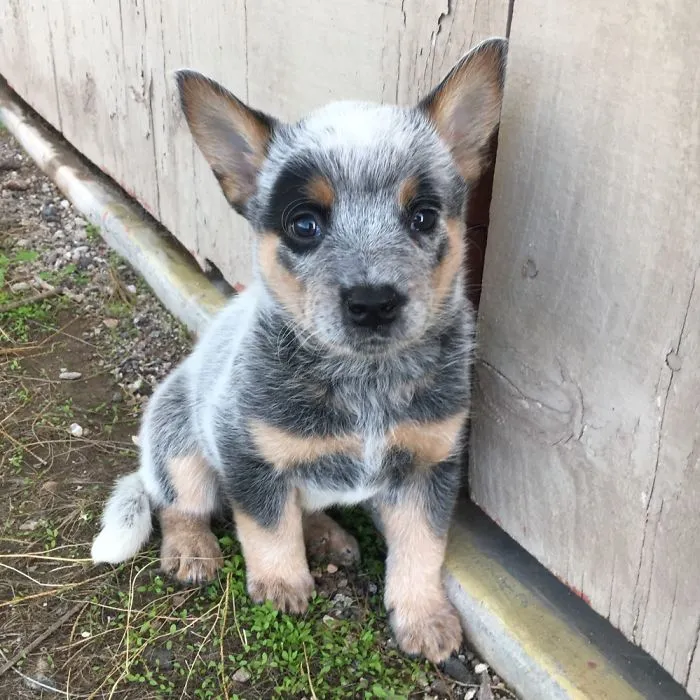 Meet Newt The Australian Cattle Dog!