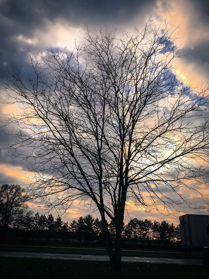 I Like Beauty Of Dark Trees