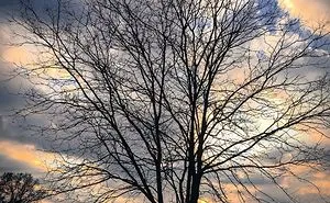 I Like Beauty Of Dark Trees