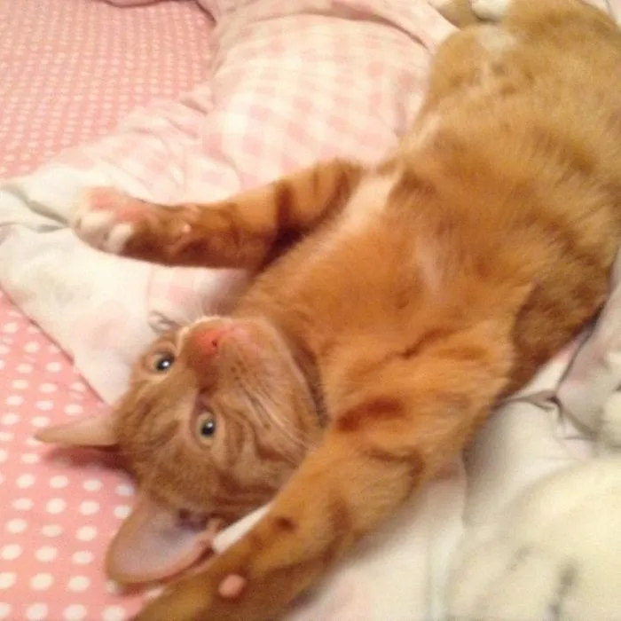 My Cat , Teddy.