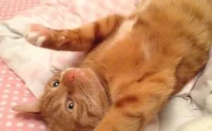 My Cat , Teddy.
