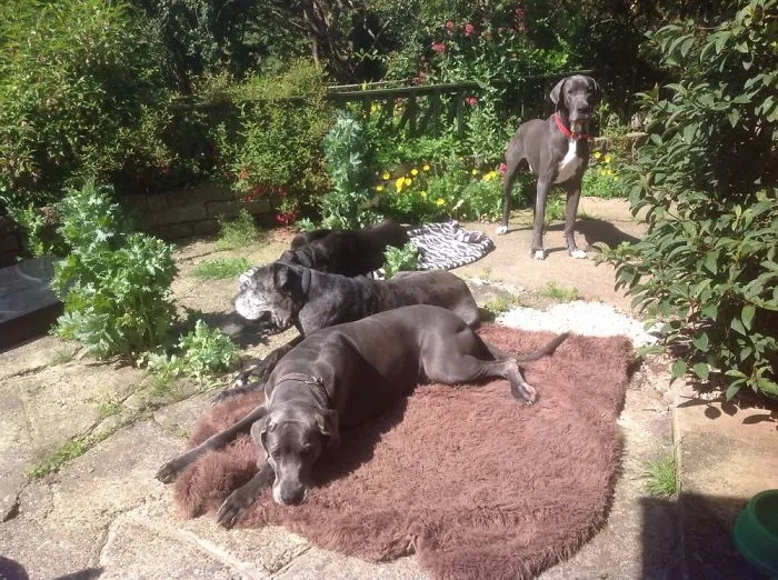 My Dog And My Nans Dogs.