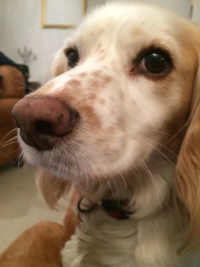 Doges!! These Are Lilly And Gracie Love Them