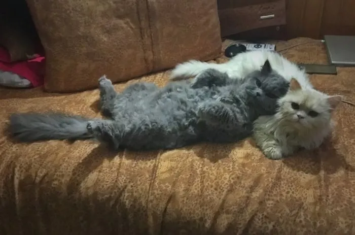 Relax With Your Sister