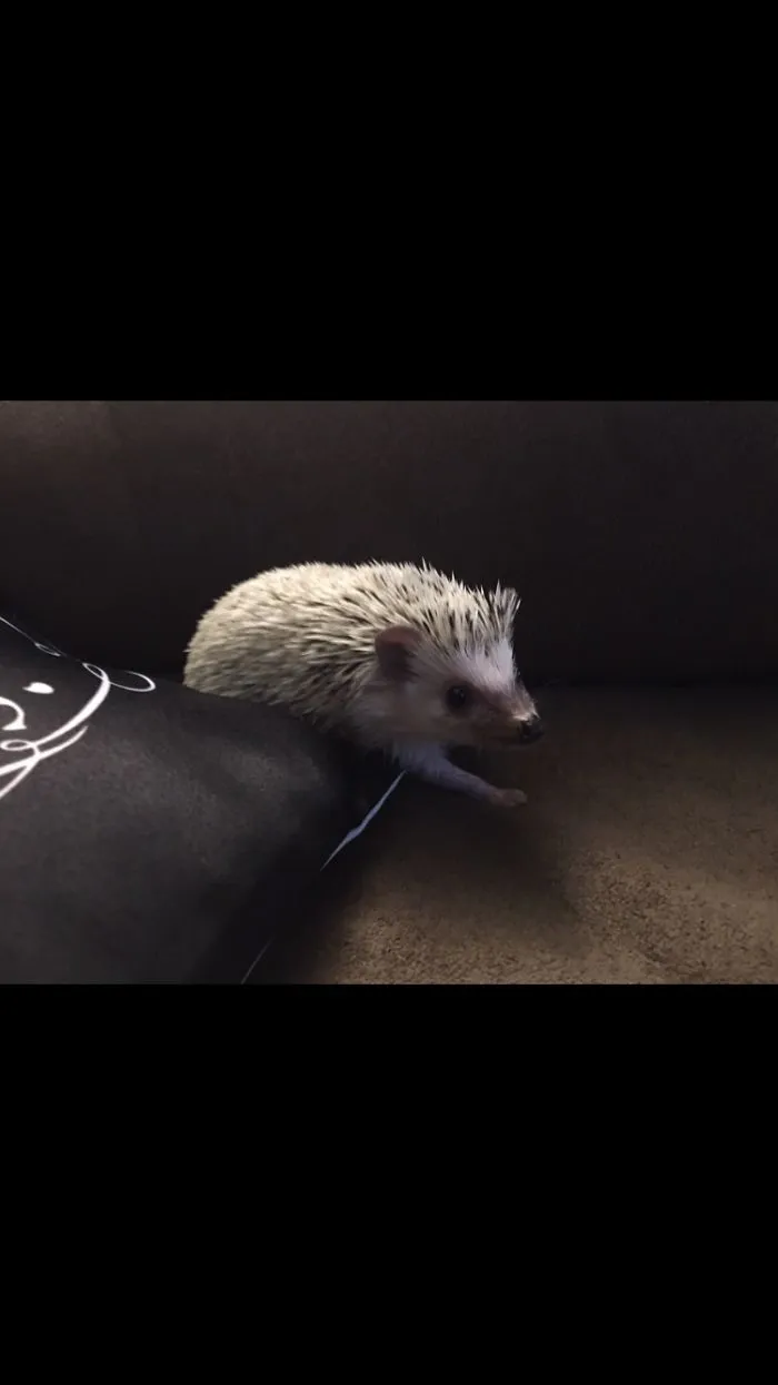 More Hedgies