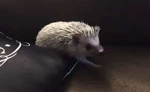More Hedgies