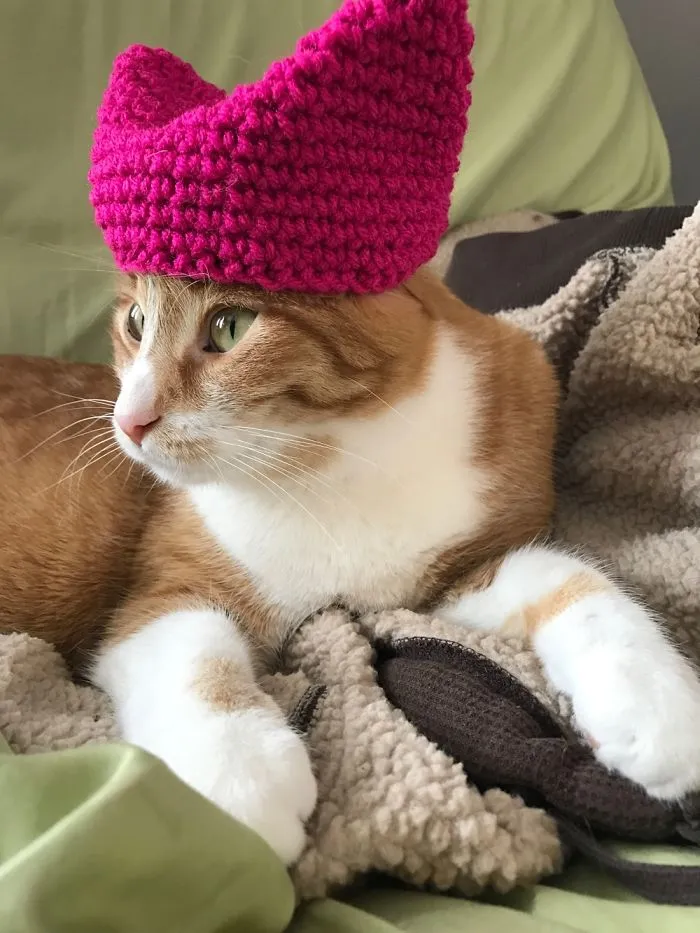 Pussy Cats In Pussy Hats And One Progressive Puppy