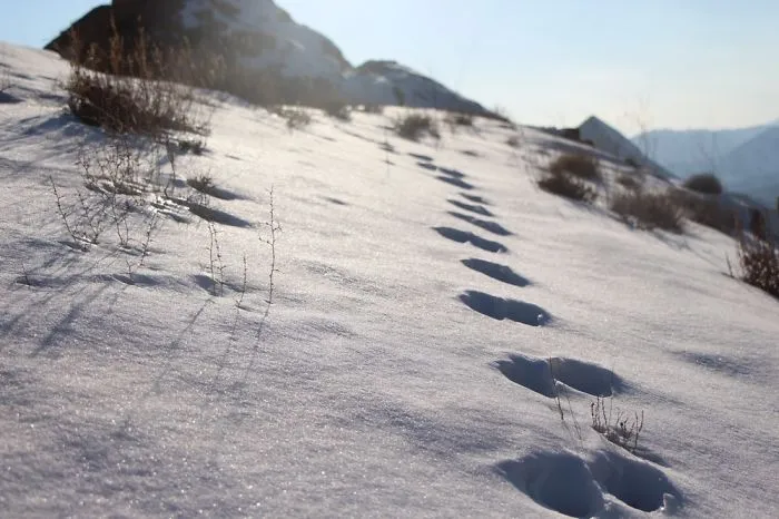 I Found These Footprint On The Peak