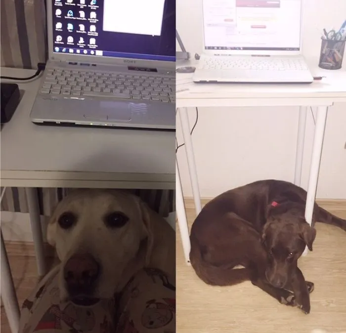 I'm Not Allowed To Work From Home