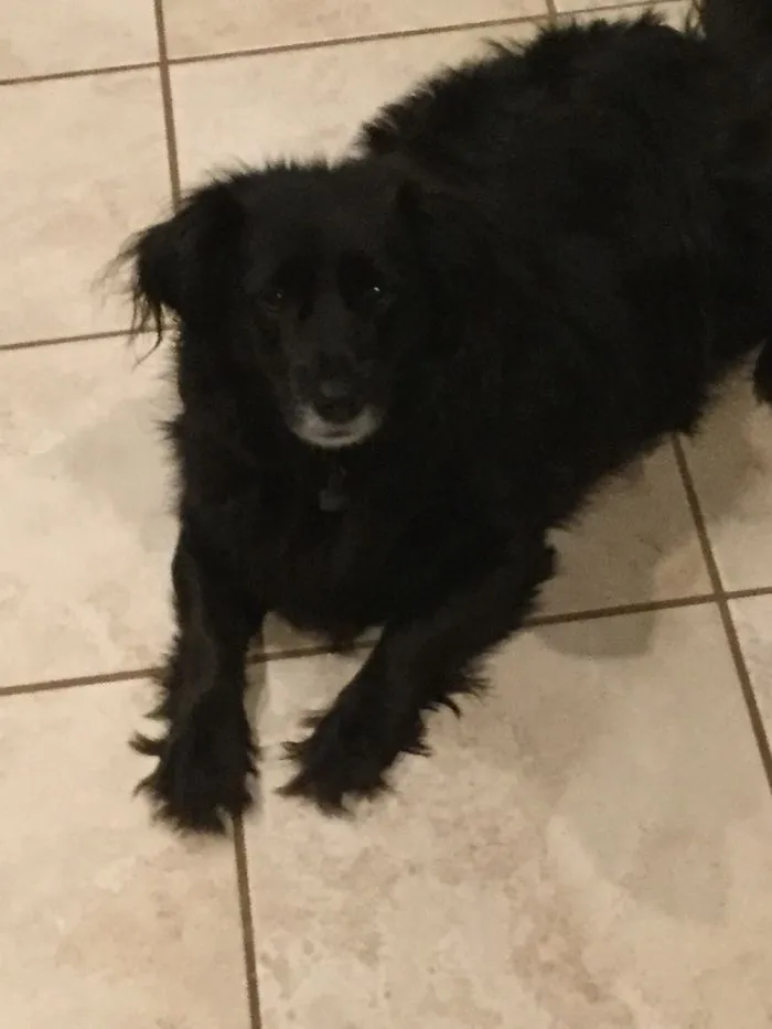 My Dog