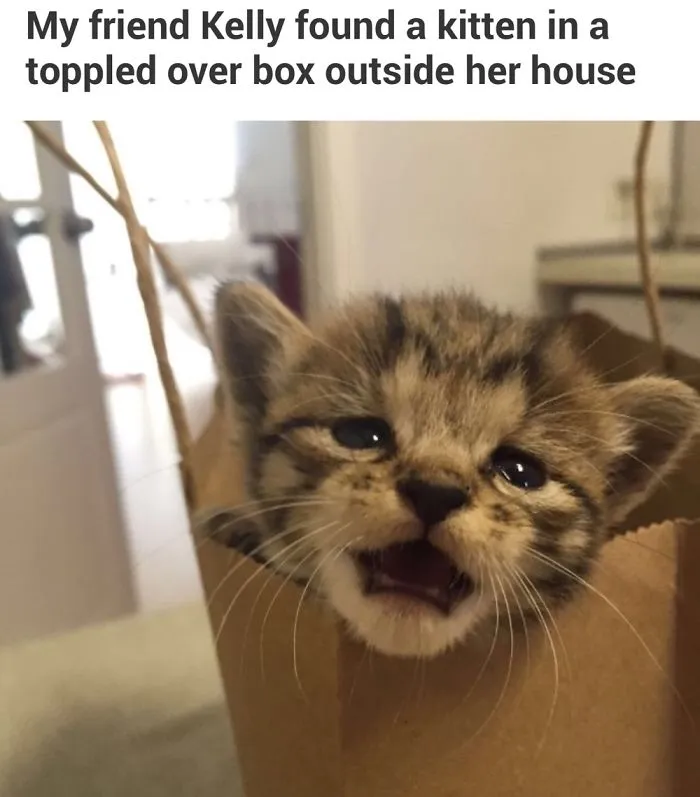 Remember Tiger? Here She Is All Grown Up