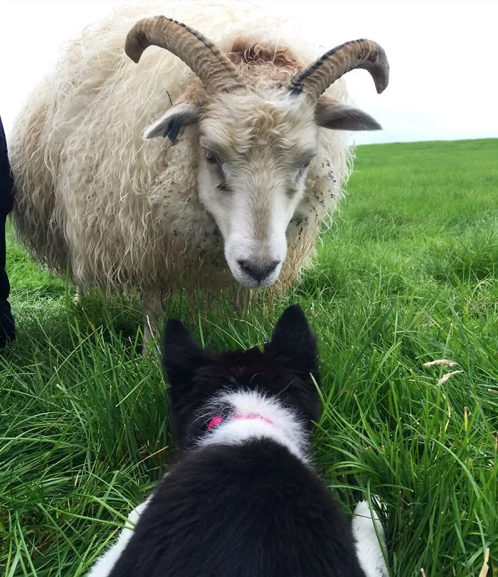 They Don't Always Get Along