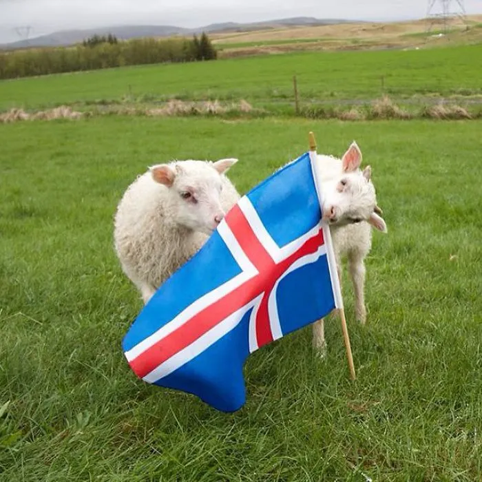 Skoppa & Skrítla Celebrating Our Independence Day