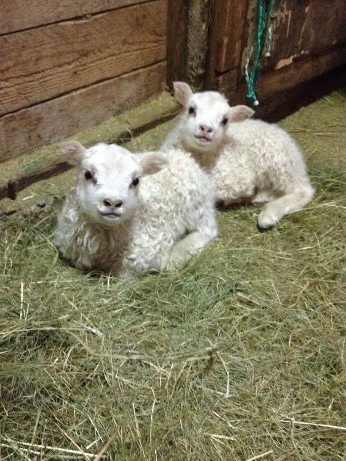 Baby Skoppa & Skrítla