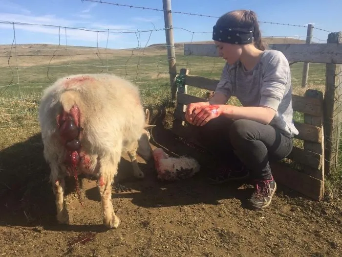The Lambing Season