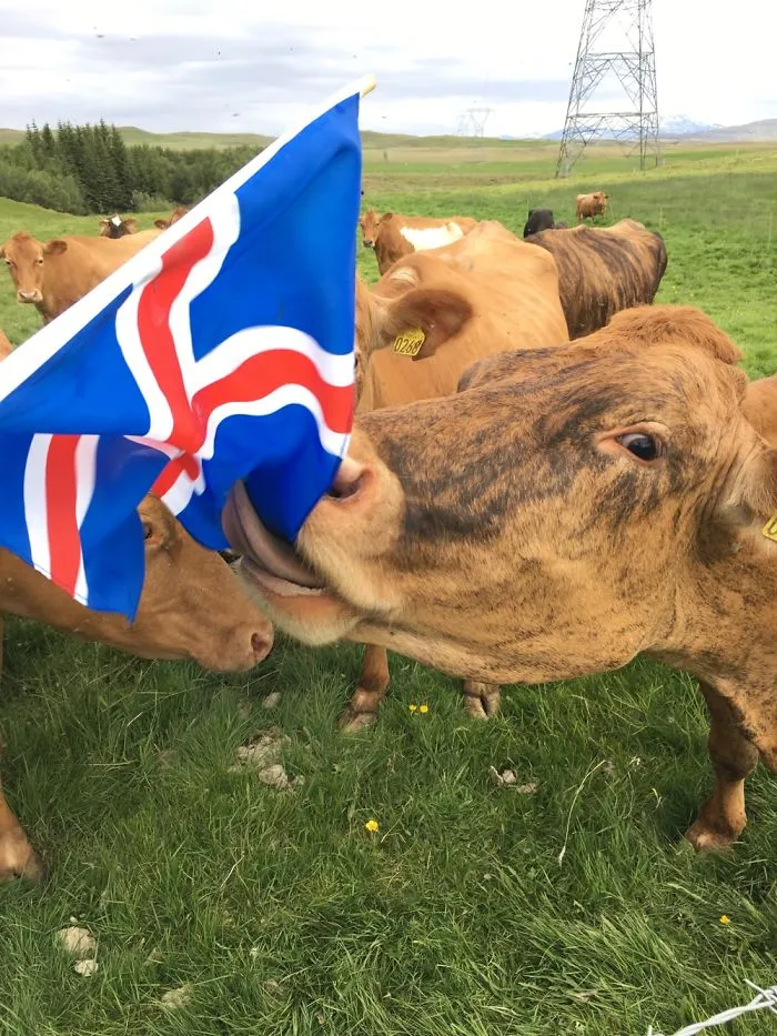 The Cows Celebrating Our Independence Day