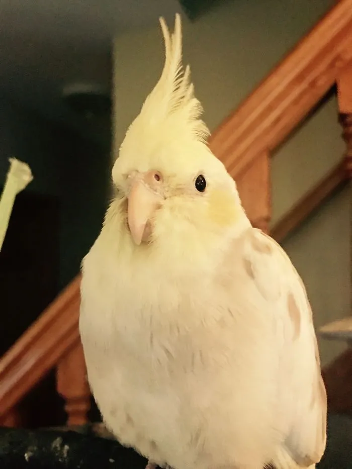 Cutest Cockatiel Ever!