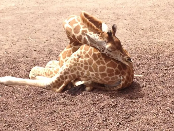 Baby Giraffe