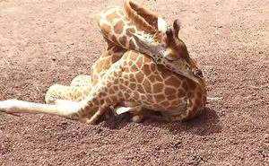 Baby Giraffe