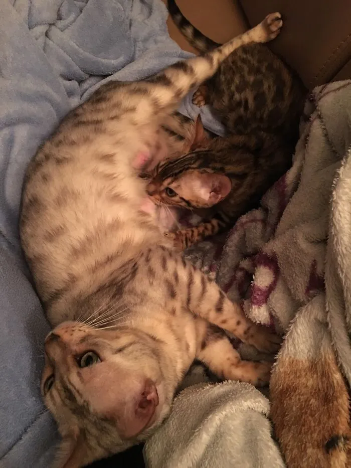 Meet Bengals Ivy And Her Daughter Tiga