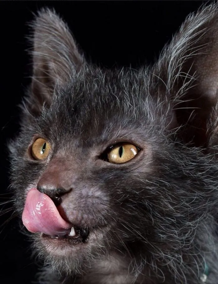 Lykois: Wolf Cats