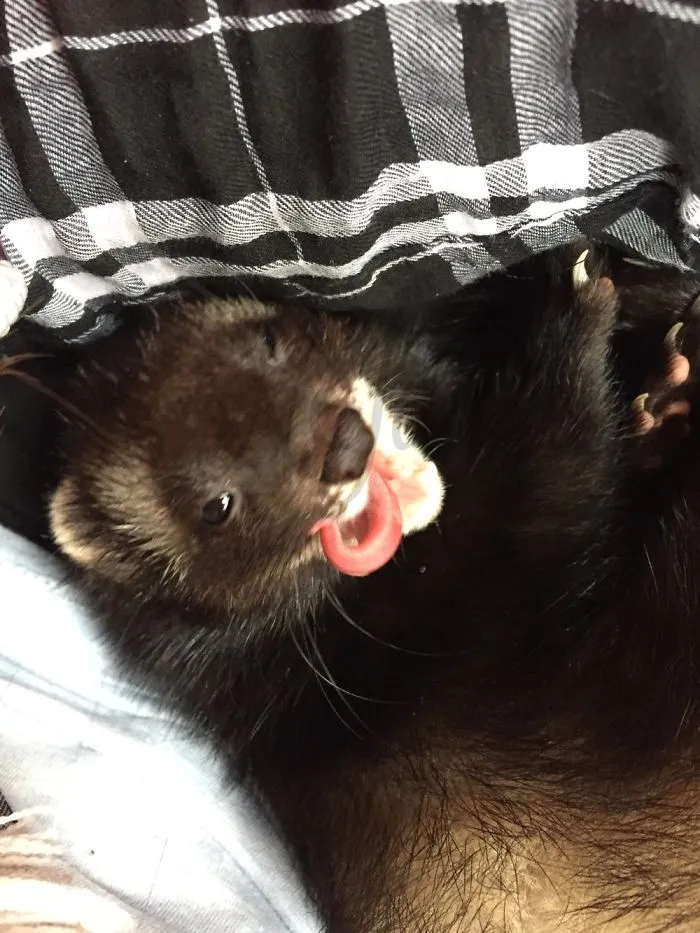175 Of The Most Adorable Animal Mlems" Ever"