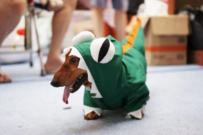 175 Of The Most Adorable Animal Mlems" Ever"