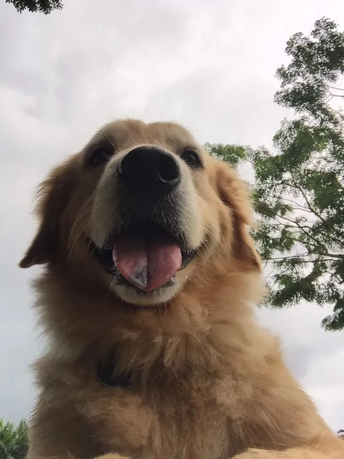 175 Of The Most Adorable Animal Mlems" Ever"