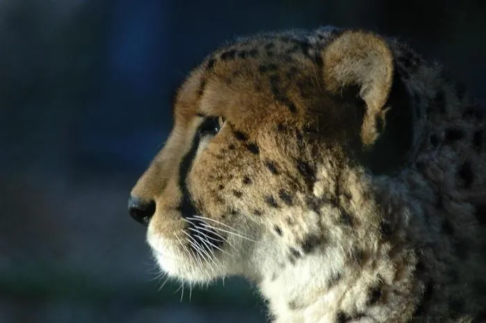 Watching The Sun Setting