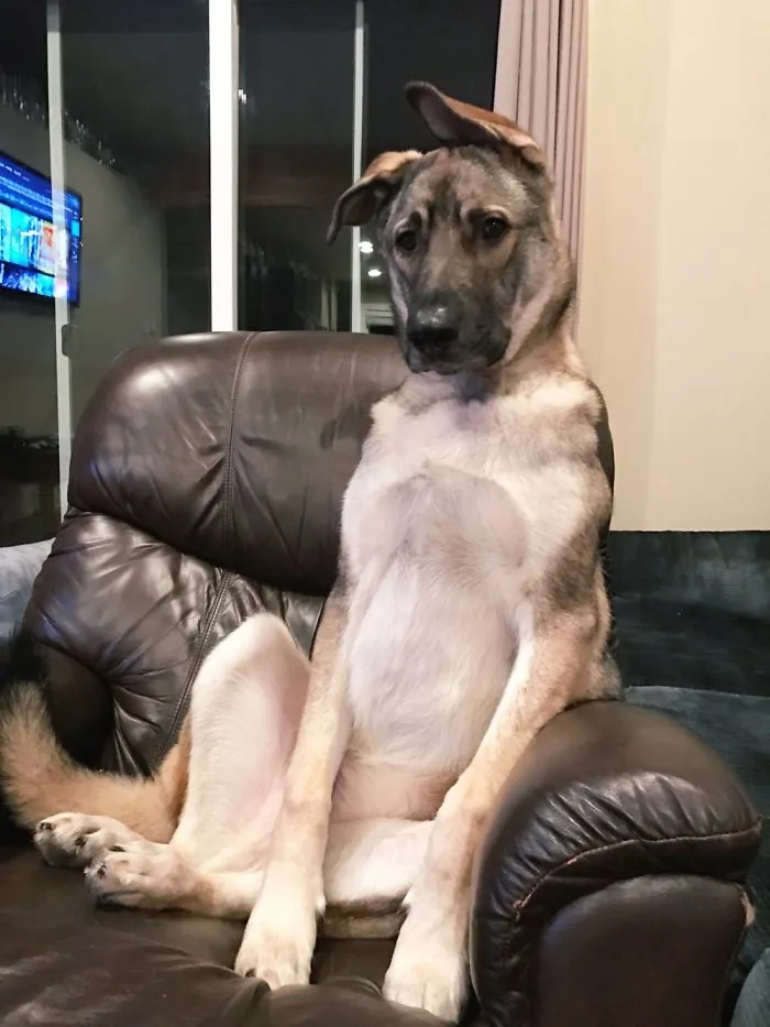 Dog Or Human
