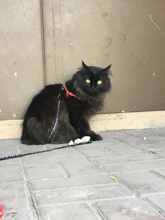 Cats For A Walk