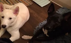 Yin Yang
